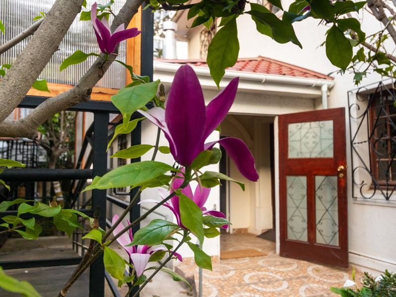 Magnolia en flor junto a la puerta de acceso.